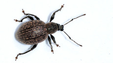 Kompakter Dickmaulrüssler (7).jpg